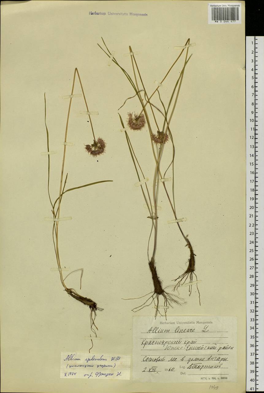 Allium splendens Willd. ex Schult. & Schult.f., Siberia, Central Siberia (S3) (Russia)