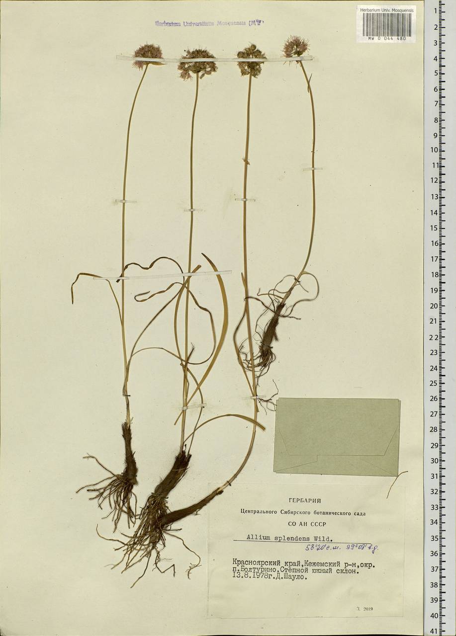 Allium splendens Willd. ex Schult. & Schult.f., Siberia, Central Siberia (S3) (Russia)