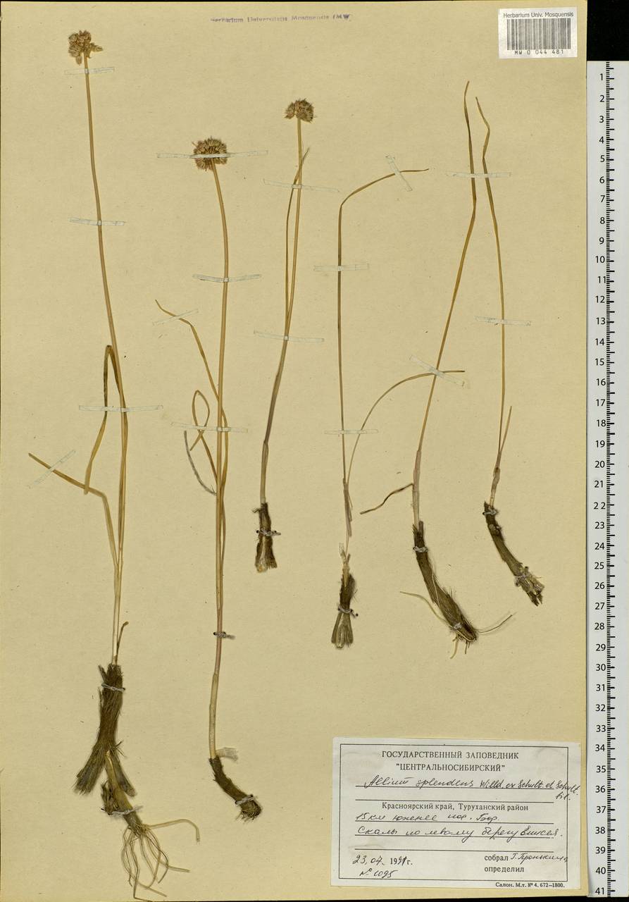 Allium splendens Willd. ex Schult. & Schult.f., Siberia, Central Siberia (S3) (Russia)