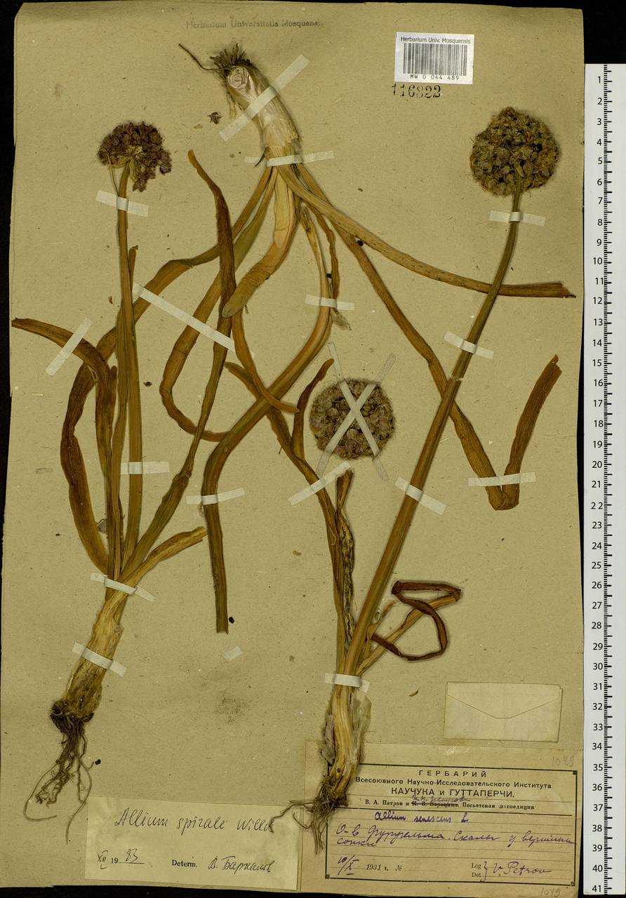 Allium spirale Willd., Siberia, Russian Far East (S6) (Russia)