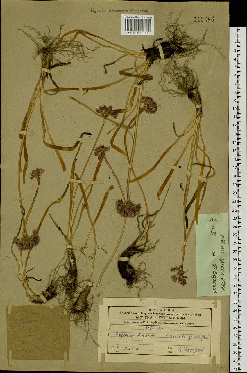 Allium spirale Willd., Siberia, Russian Far East (S6) (Russia)
