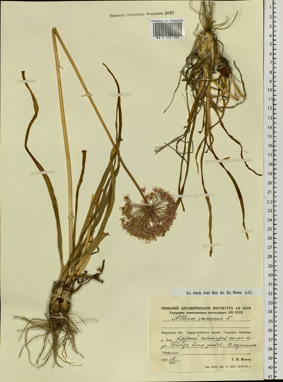 Allium senescens L., Siberia, Russian Far East (S6) (Russia)