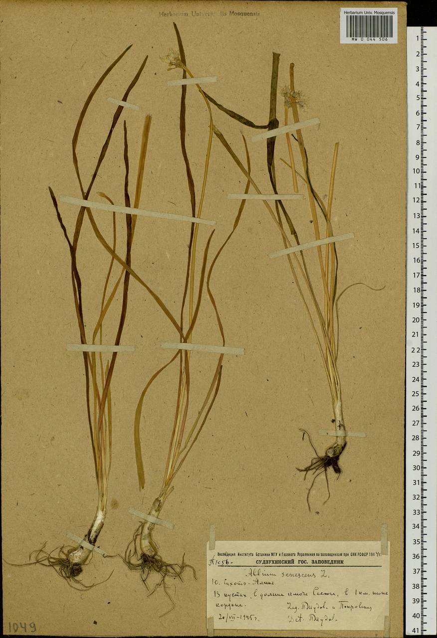 Allium senescens L., Siberia, Russian Far East (S6) (Russia)