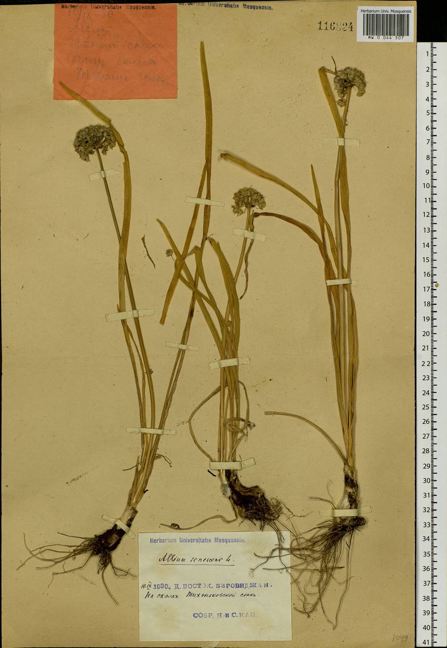 Allium senescens L., Siberia, Russian Far East (S6) (Russia)