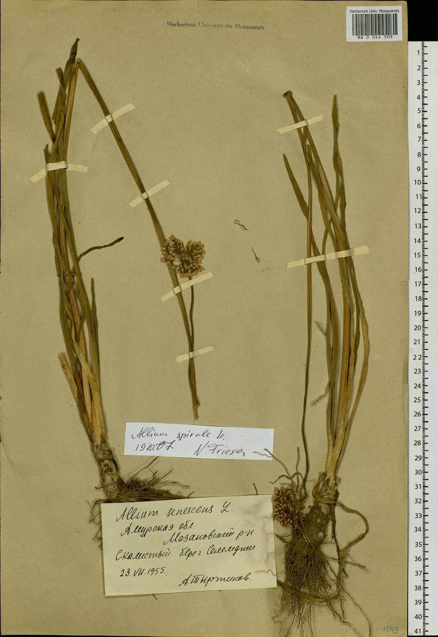 Allium senescens L., Siberia, Russian Far East (S6) (Russia)