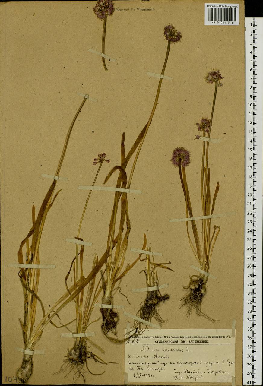 Allium senescens L., Siberia, Russian Far East (S6) (Russia)