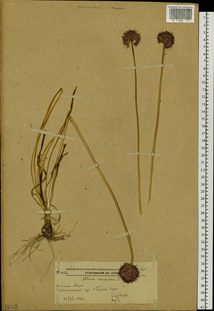 Allium senescens L., Siberia, Russian Far East (S6) (Russia)