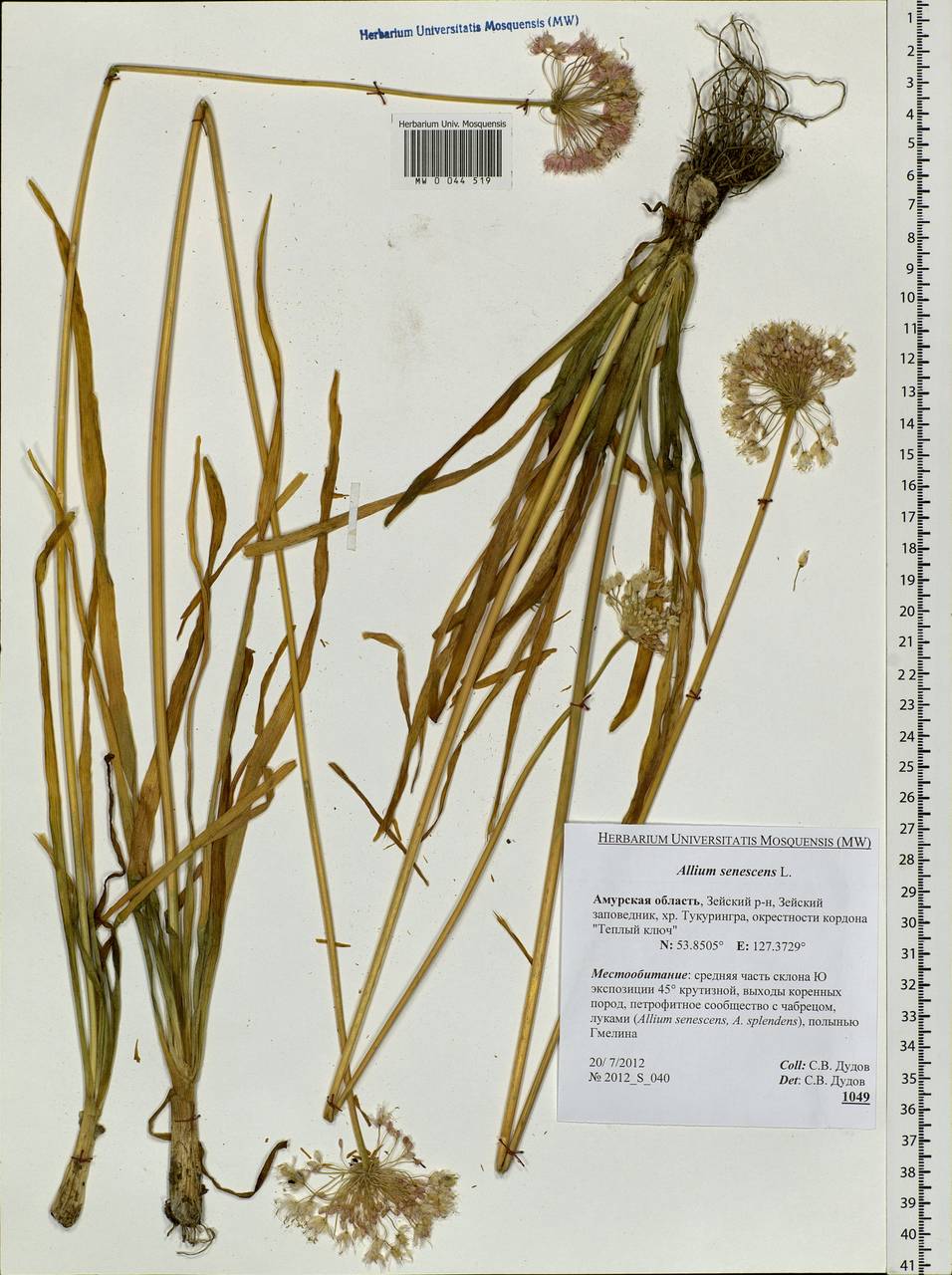Allium senescens L., Siberia, Russian Far East (S6) (Russia)