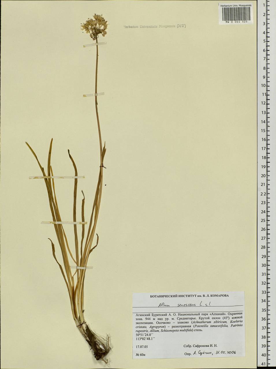 Allium senescens L., Siberia, Baikal & Transbaikal region (S4) (Russia)
