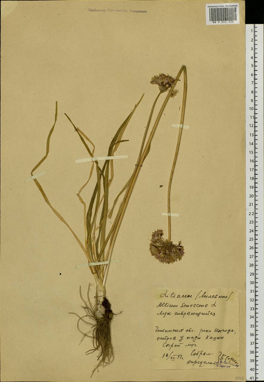 Allium senescens L., Siberia, Baikal & Transbaikal region (S4) (Russia)