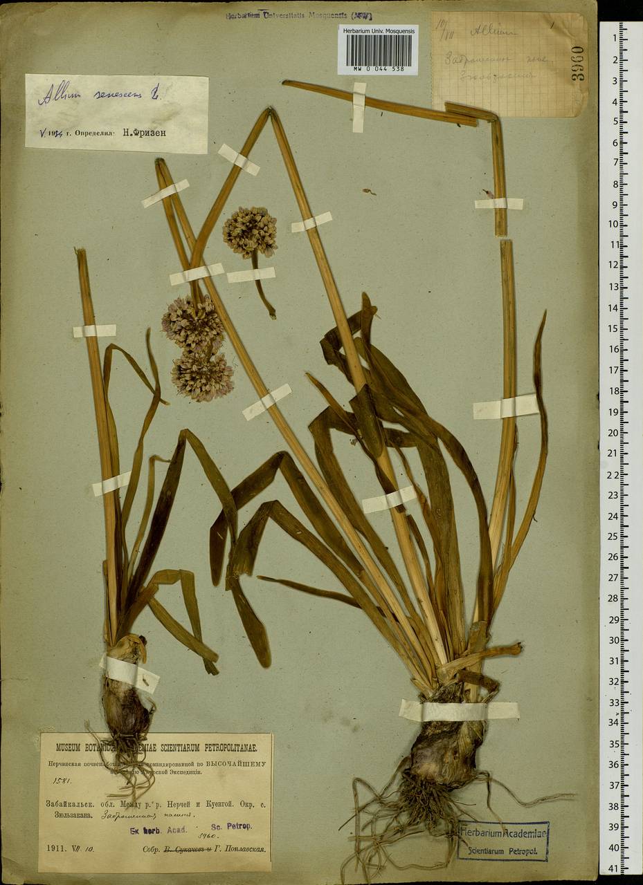 Allium senescens L., Siberia, Baikal & Transbaikal region (S4) (Russia)