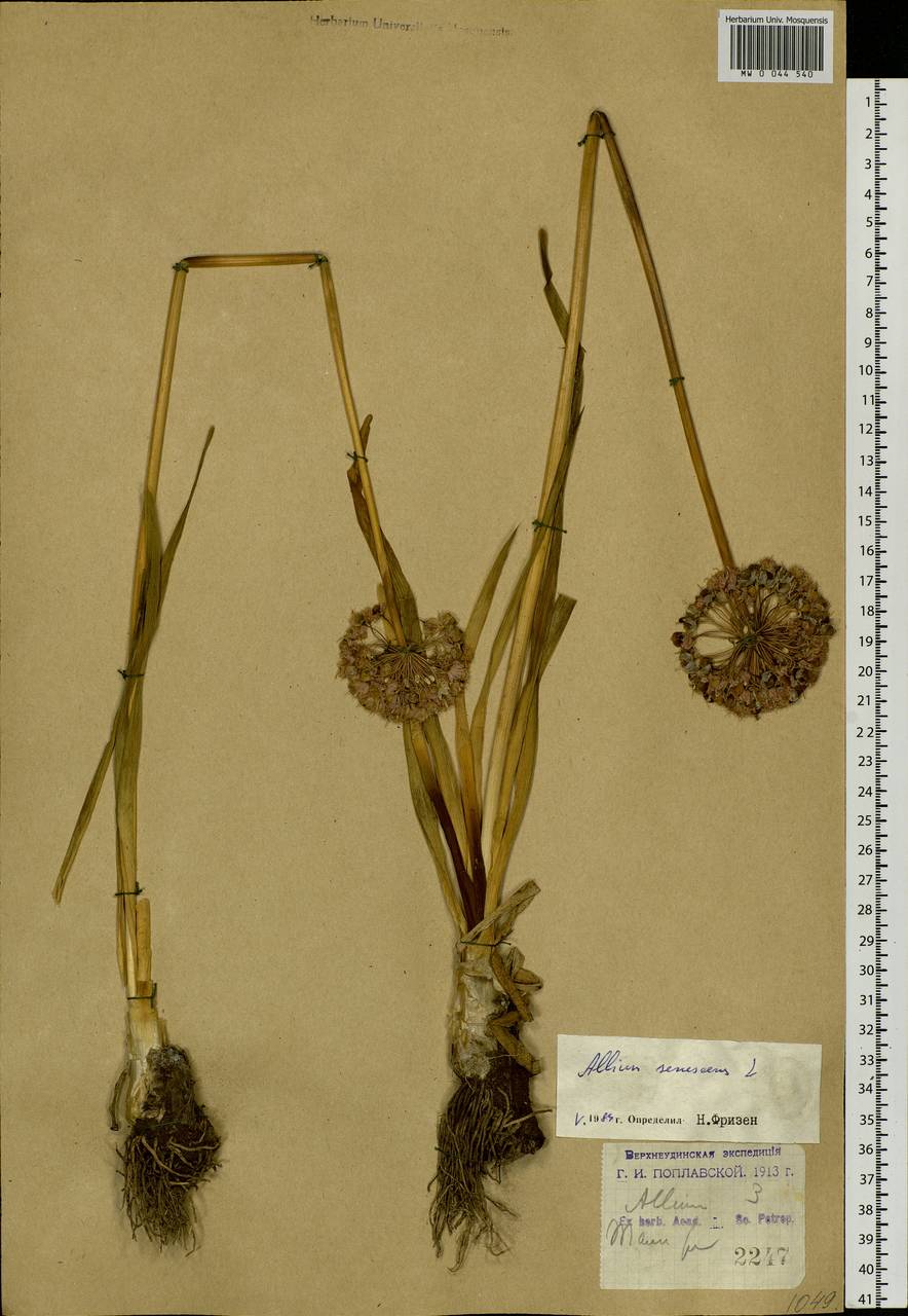 Allium senescens L., Siberia, Baikal & Transbaikal region (S4) (Russia)