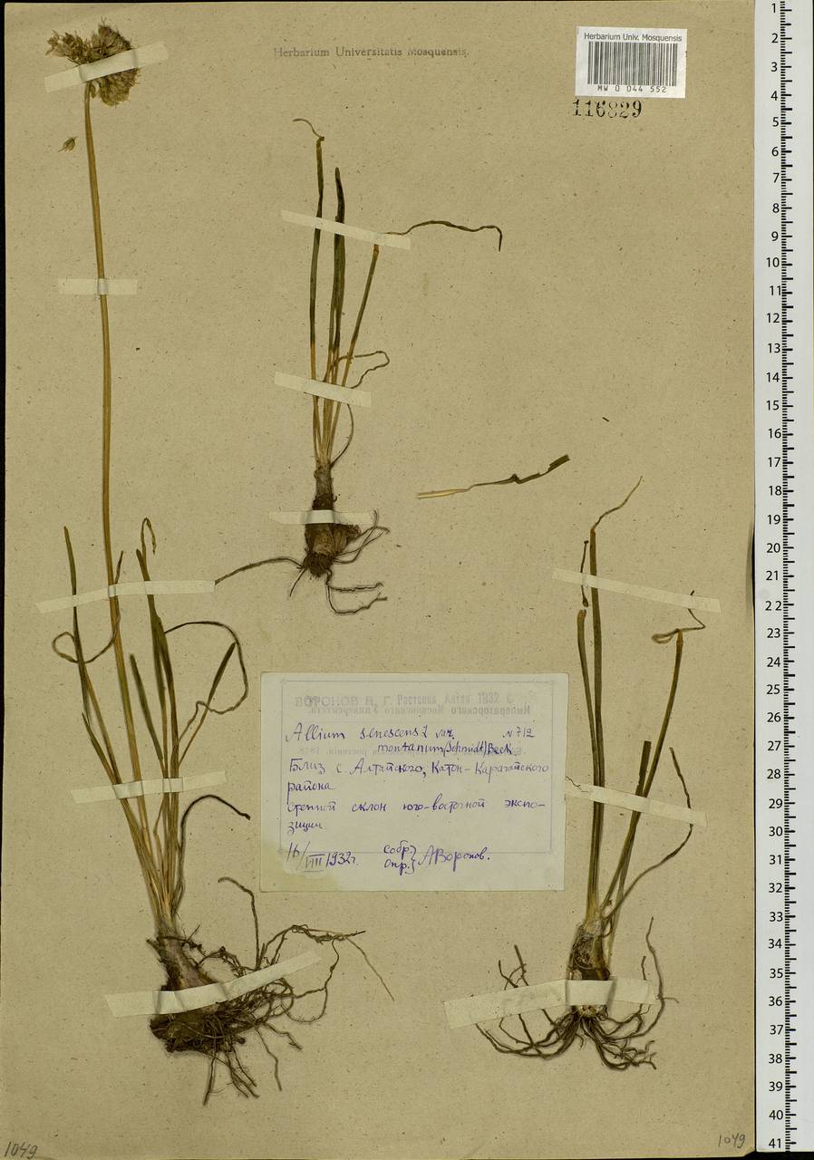 Allium senescens L., Siberia, Western (Kazakhstan) Altai Mountains (S2a) (Kazakhstan)