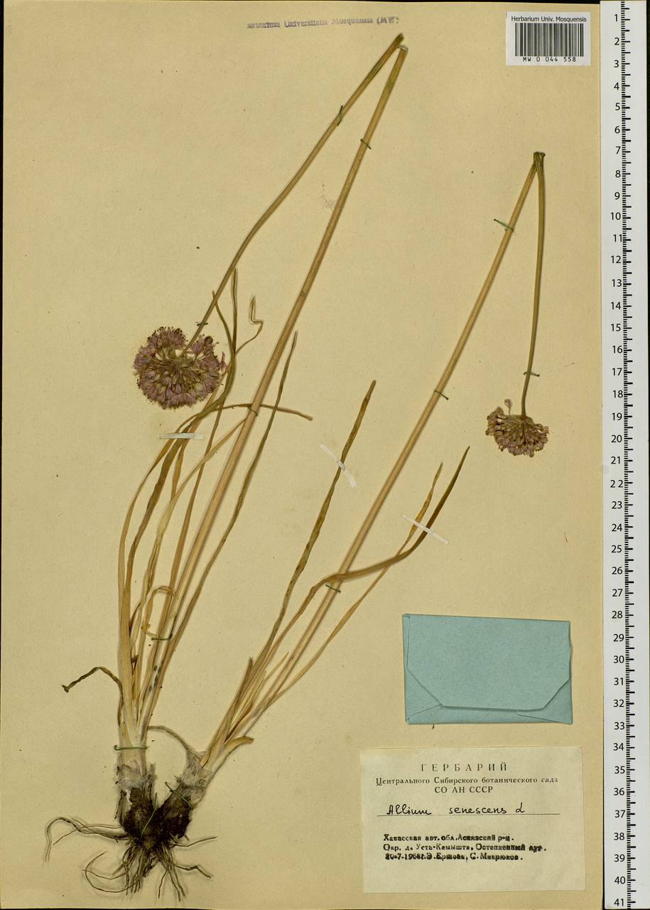 Allium senescens L., Siberia, Altai & Sayany Mountains (S2) (Russia)