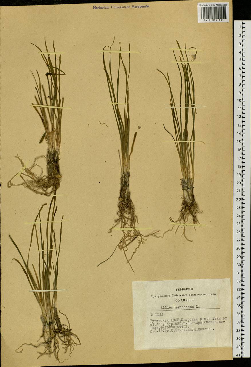Allium senescens L., Siberia, Altai & Sayany Mountains (S2) (Russia)