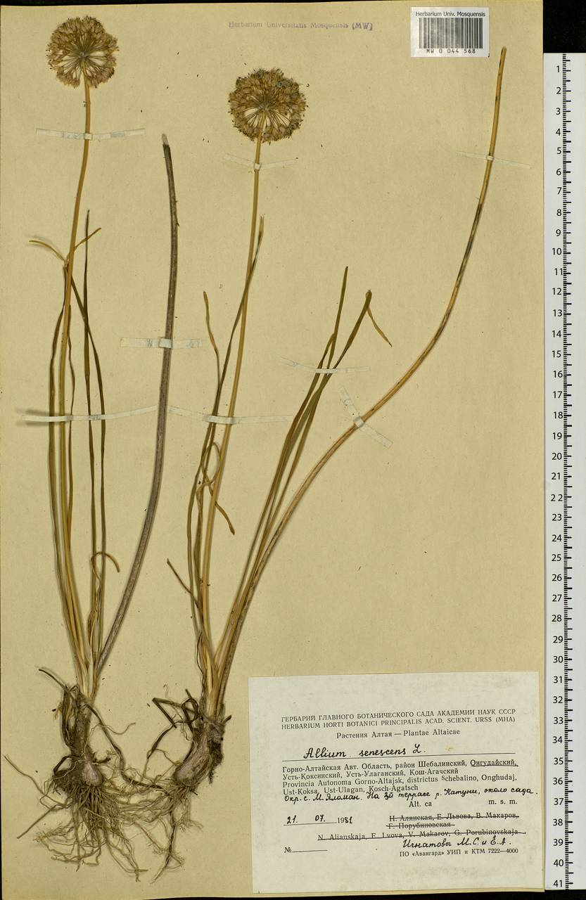 Allium senescens L., Siberia, Altai & Sayany Mountains (S2) (Russia)