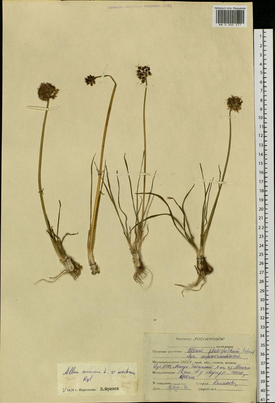 Allium senescens L., Siberia, Altai & Sayany Mountains (S2) (Russia)