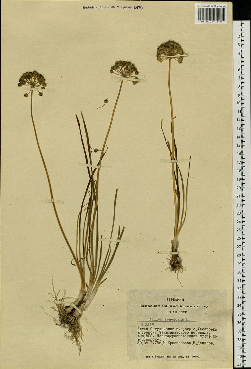 Allium senescens L., Siberia, Altai & Sayany Mountains (S2) (Russia)