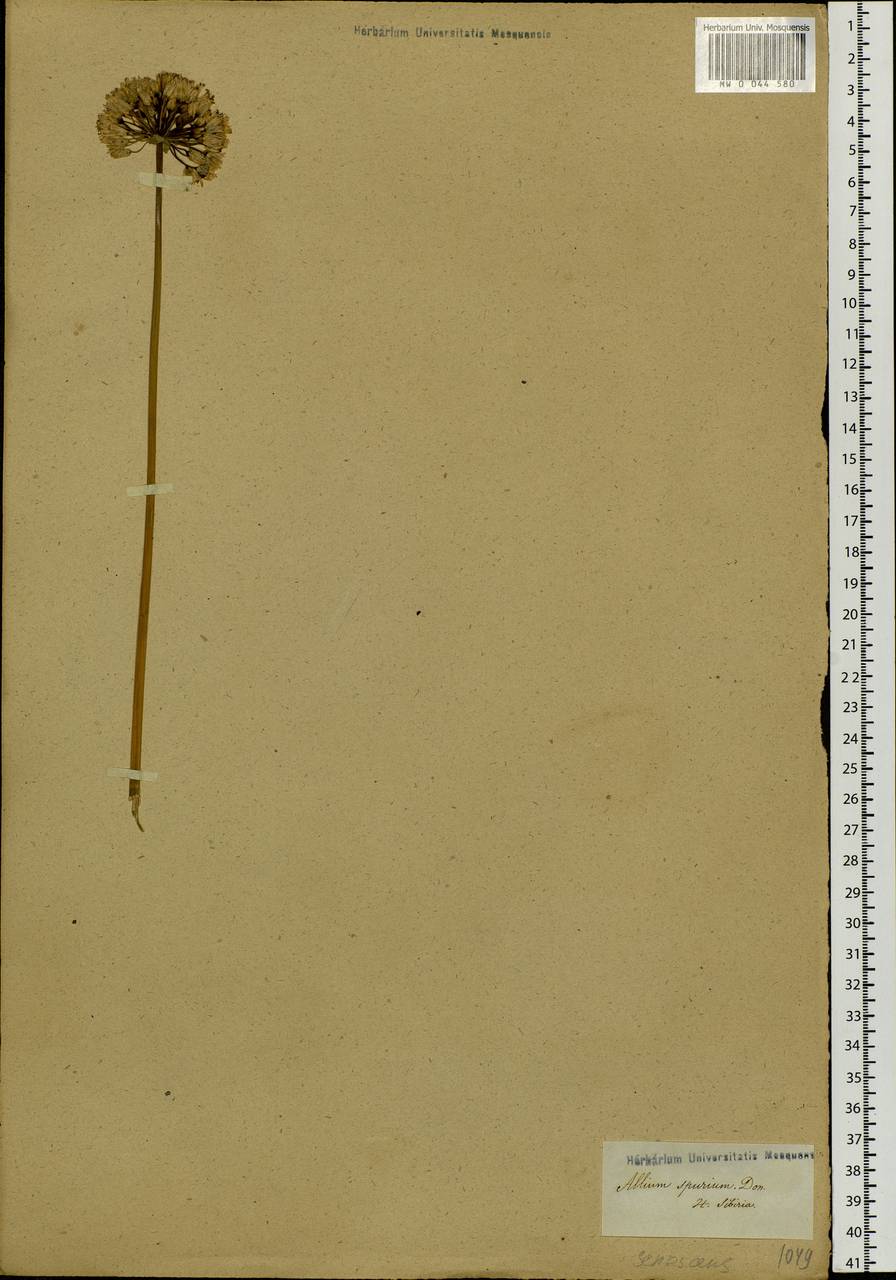 Allium senescens L., Siberia (no precise locality) (S0) (Russia)