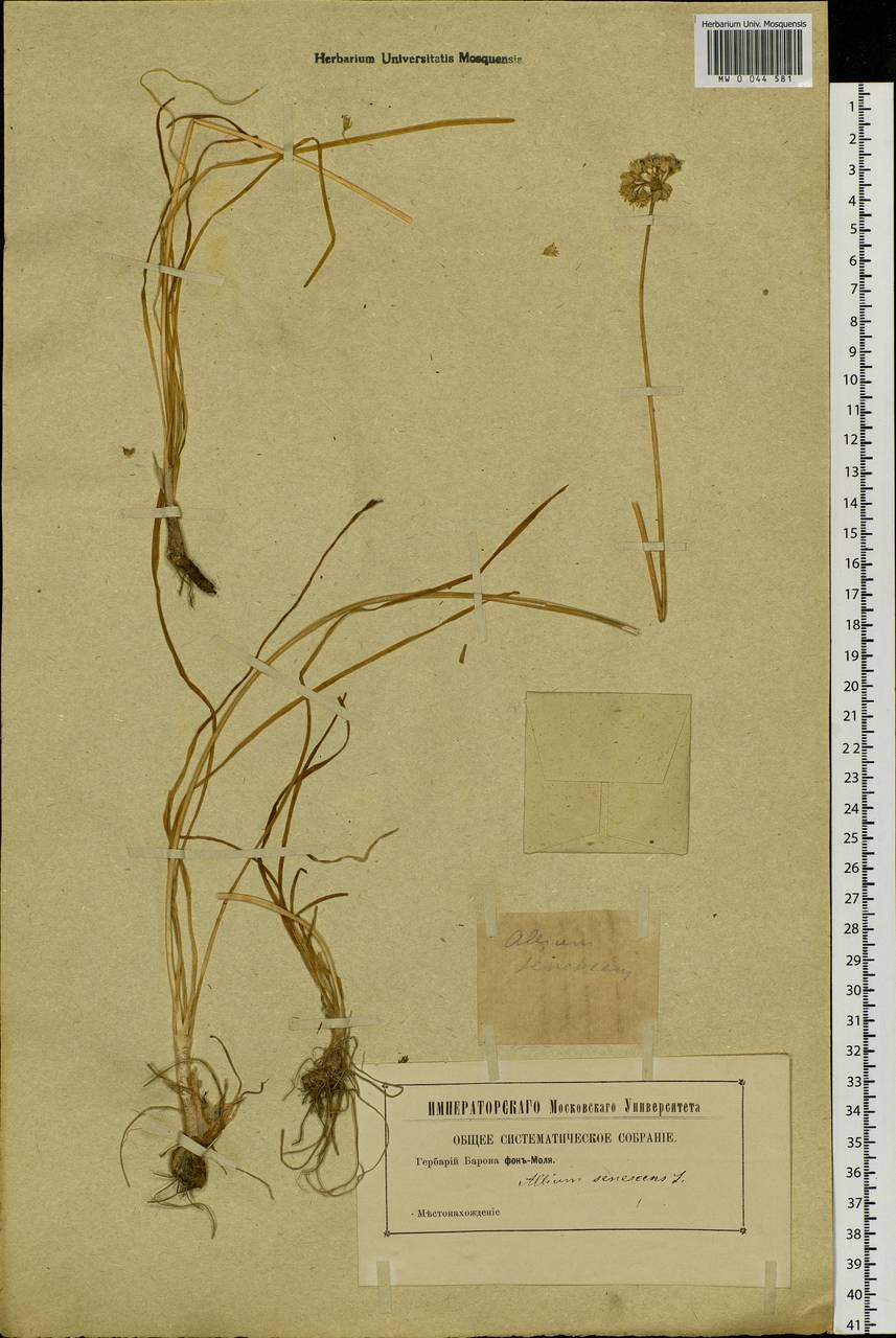 Allium senescens L., Siberia (no precise locality) (S0) (Russia)
