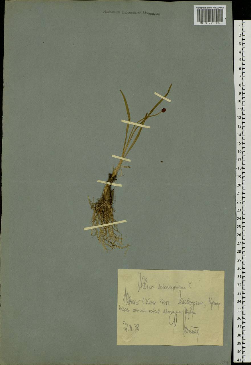Allium schoenoprasum L., Siberia, Chukotka & Kamchatka (S7) (Russia)