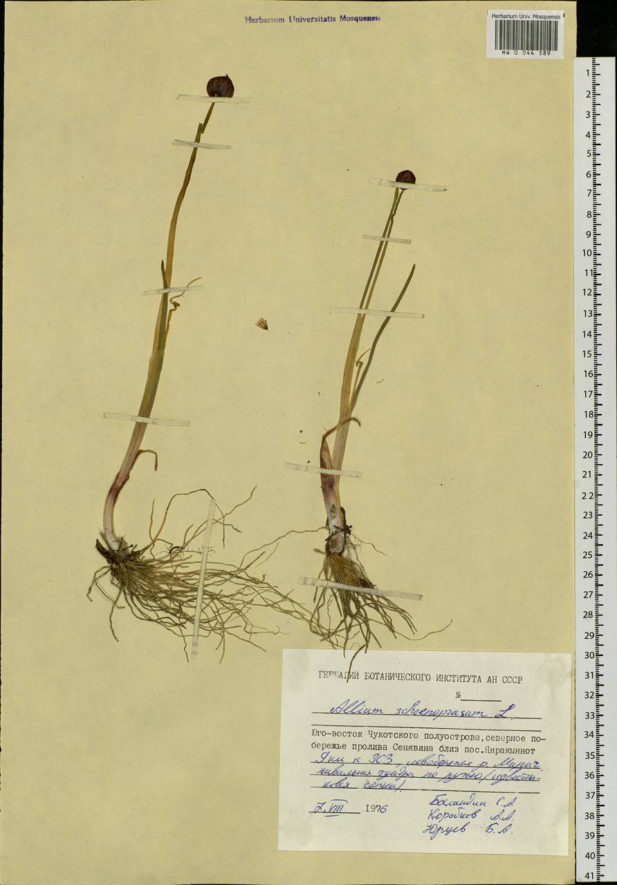 Allium schoenoprasum L., Siberia, Chukotka & Kamchatka (S7) (Russia)