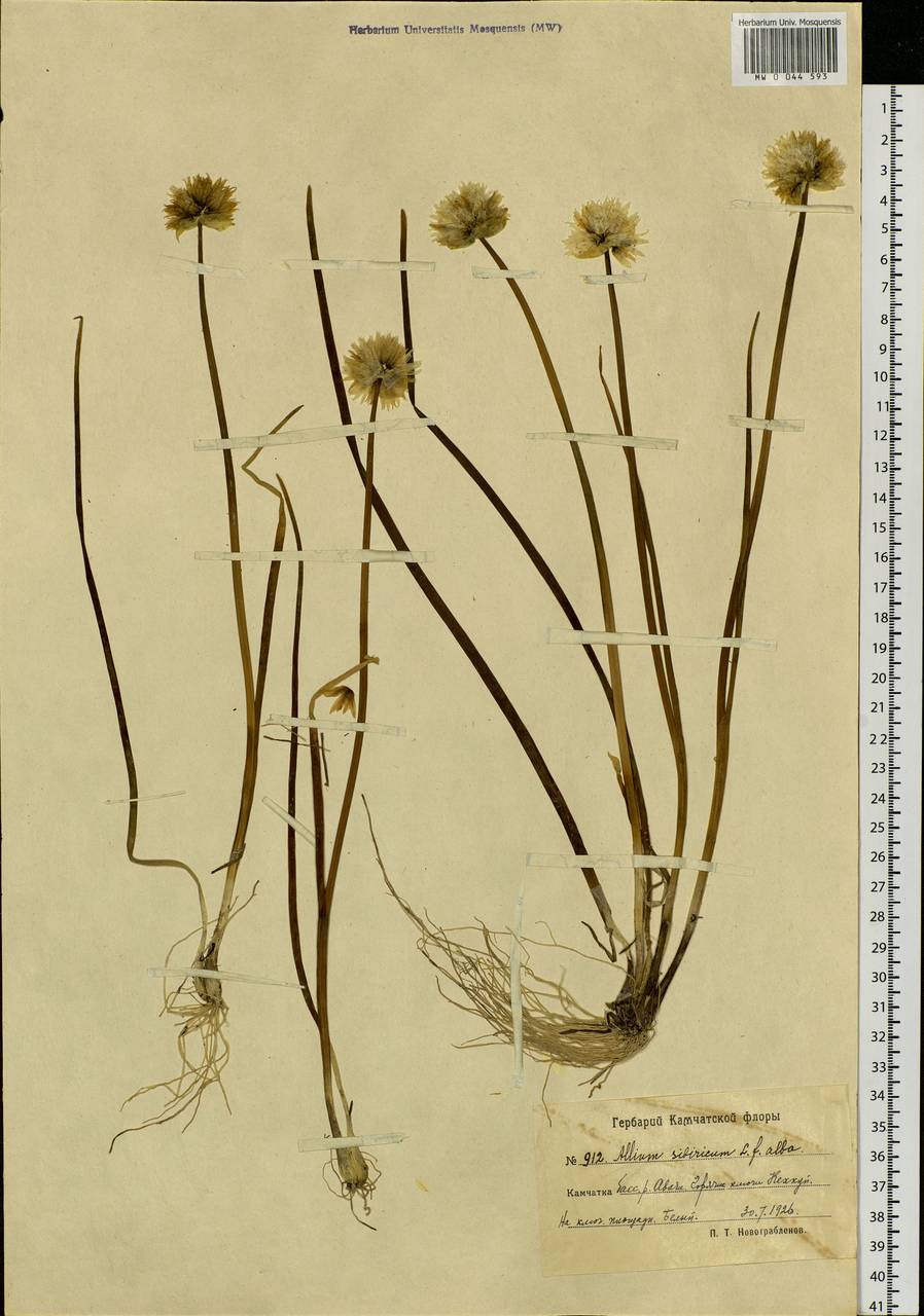Allium schoenoprasum L., Siberia, Chukotka & Kamchatka (S7) (Russia)