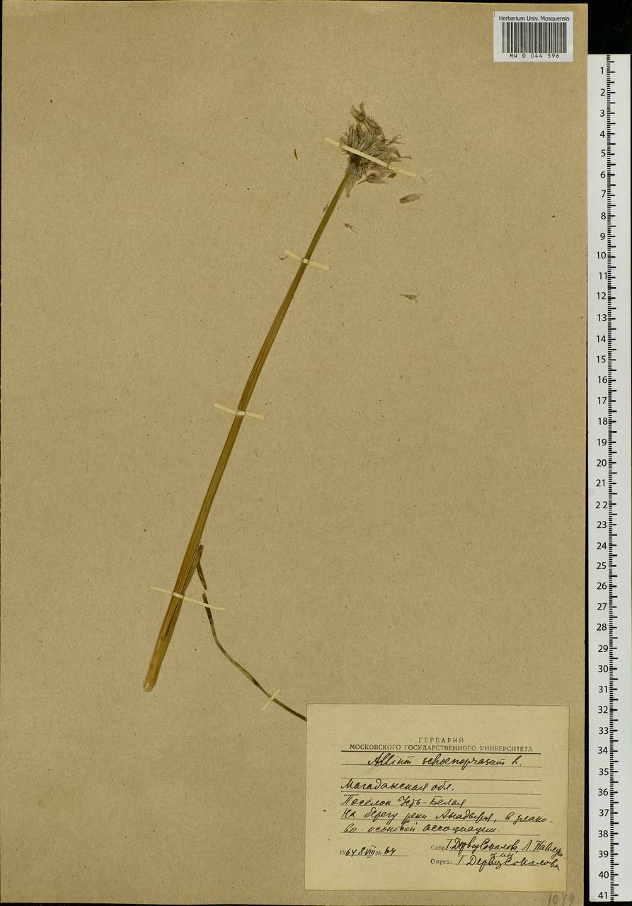 Allium schoenoprasum L., Siberia, Chukotka & Kamchatka (S7) (Russia)