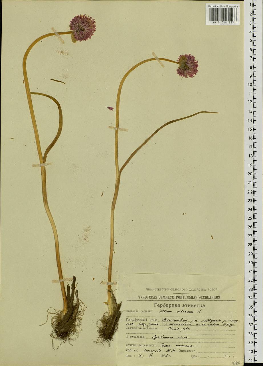 Allium schoenoprasum L., Siberia, Chukotka & Kamchatka (S7) (Russia)