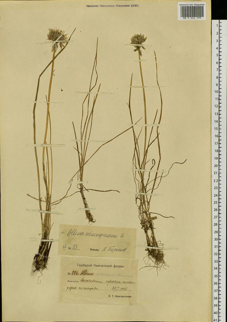 Allium schoenoprasum L., Siberia, Chukotka & Kamchatka (S7) (Russia)