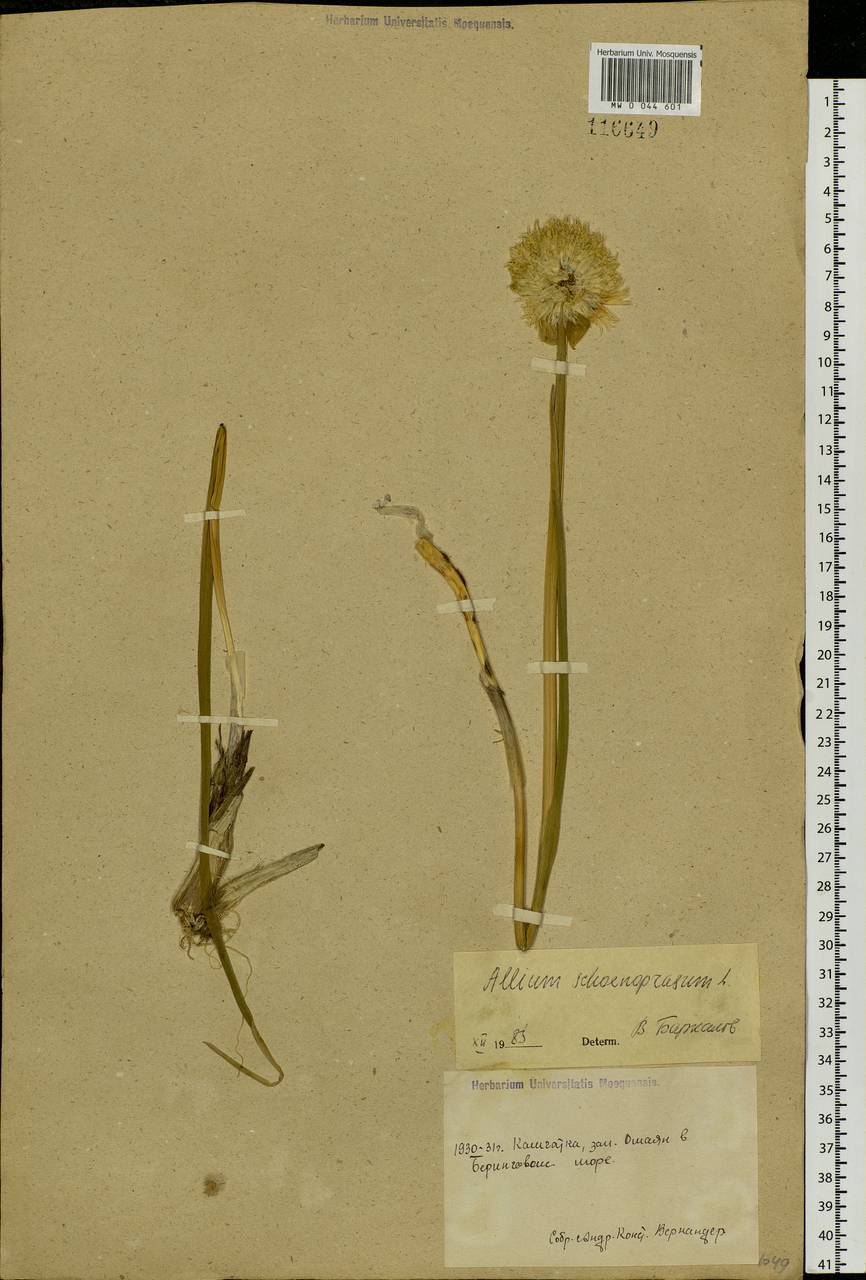 Allium schoenoprasum L., Siberia, Chukotka & Kamchatka (S7) (Russia)