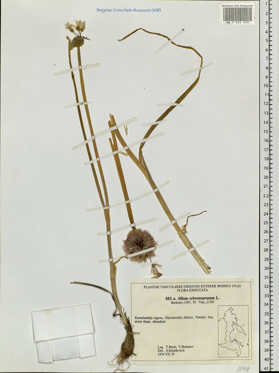 Allium schoenoprasum L., Siberia, Chukotka & Kamchatka (S7) (Russia)