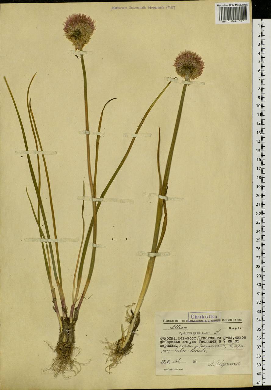 Allium schoenoprasum L., Siberia, Chukotka & Kamchatka (S7) (Russia)