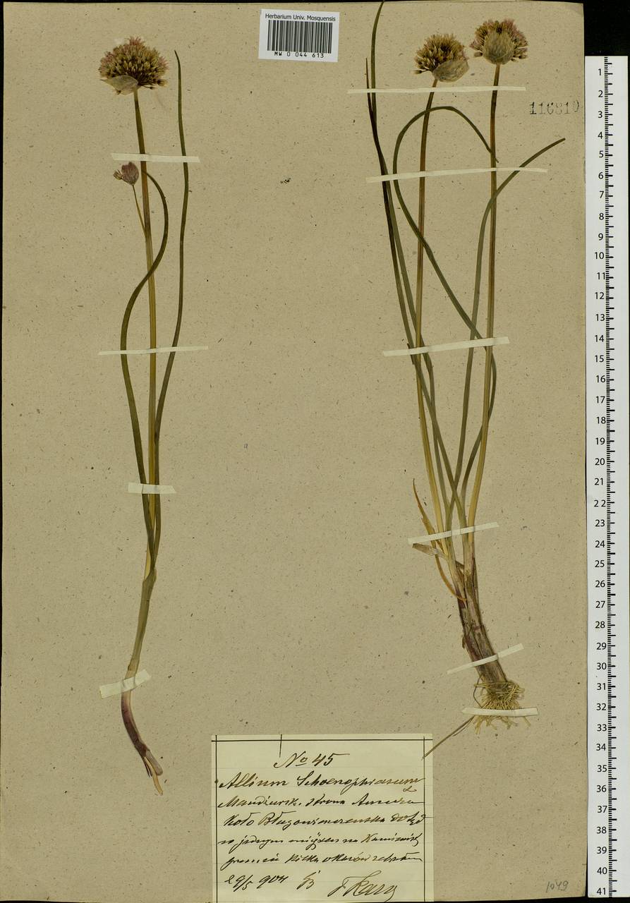 Allium schoenoprasum L., South Asia, South Asia (Asia outside ex-Soviet states and Mongolia) (ASIA) (China)