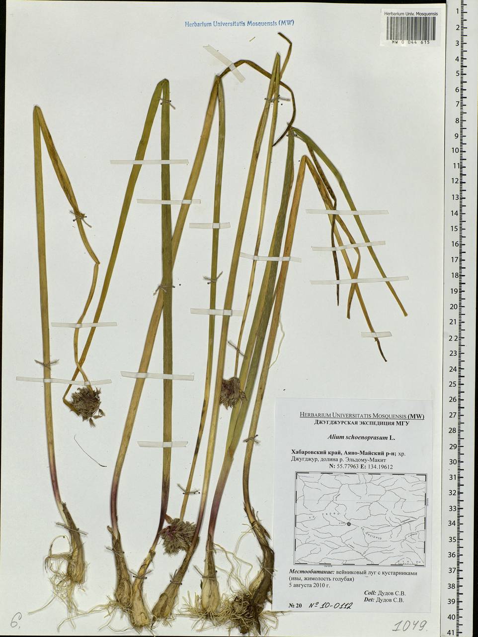 Allium schoenoprasum L., Siberia, Russian Far East (S6) (Russia)