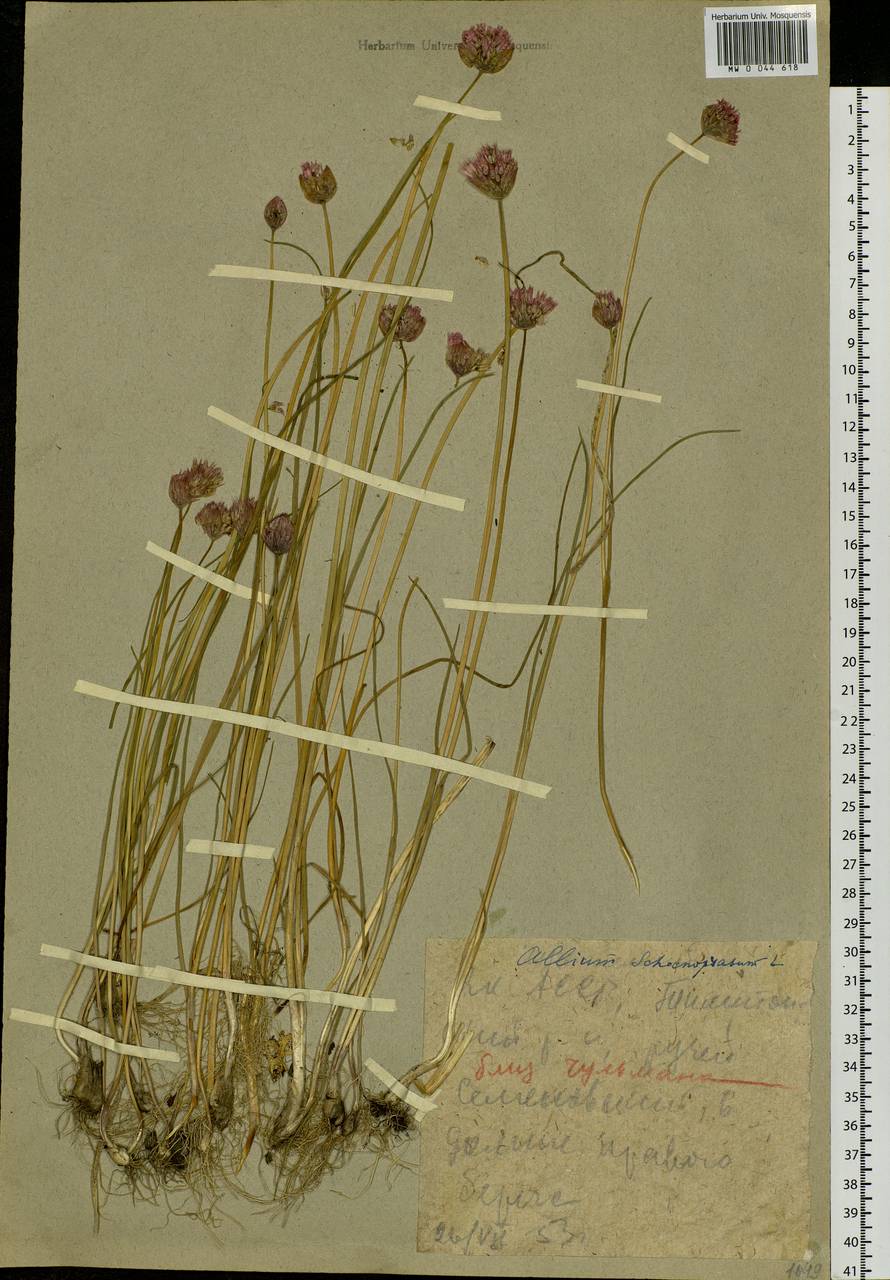 Allium schoenoprasum L., Siberia, Yakutia (S5) (Russia)