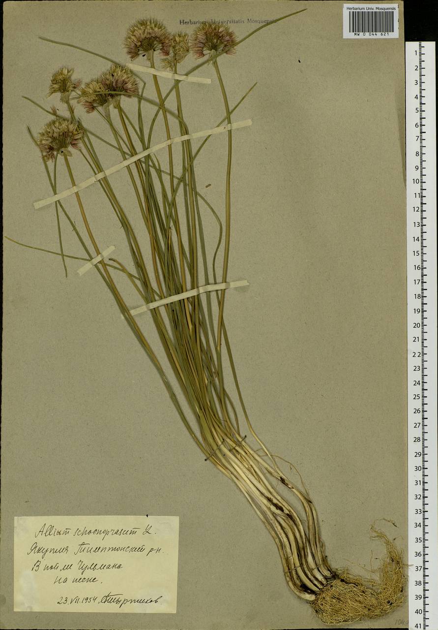 Allium schoenoprasum L., Siberia, Yakutia (S5) (Russia)