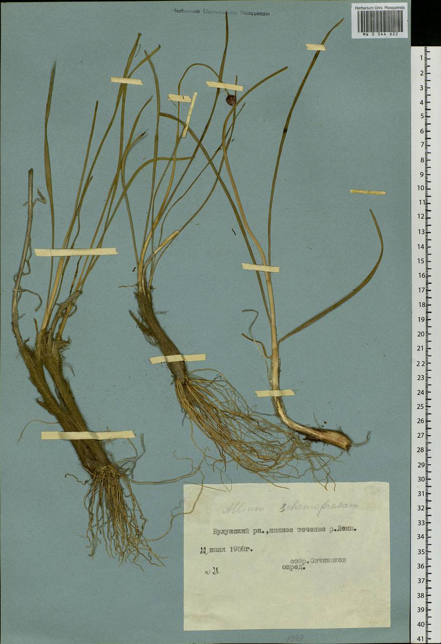 Allium schoenoprasum L., Siberia, Yakutia (S5) (Russia)