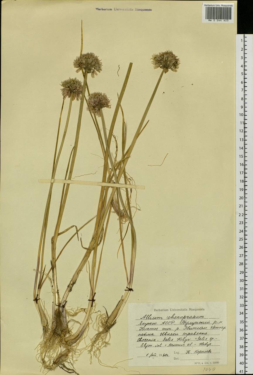 Allium schoenoprasum L., Siberia, Yakutia (S5) (Russia)