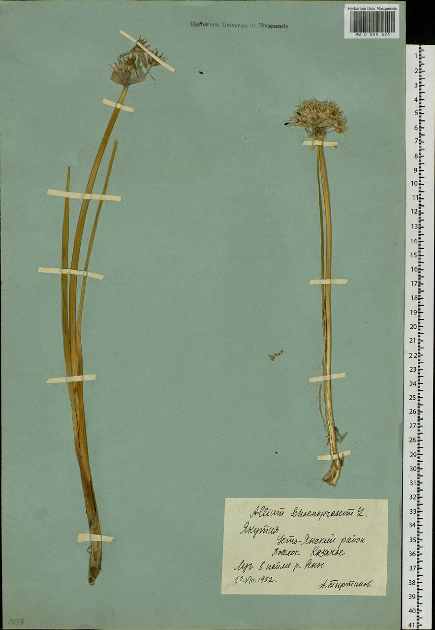 Allium schoenoprasum L., Siberia, Yakutia (S5) (Russia)