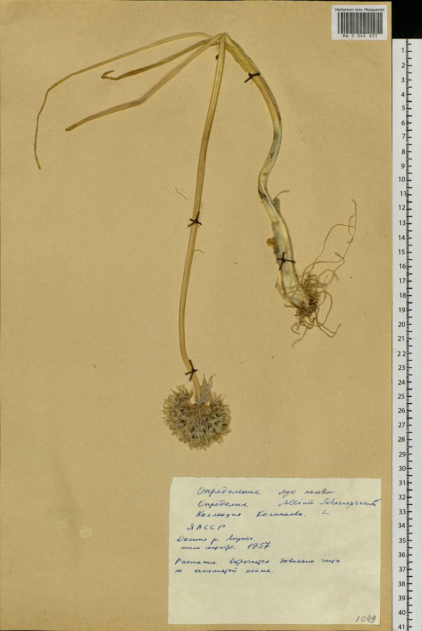Allium schoenoprasum L., Siberia, Yakutia (S5) (Russia)