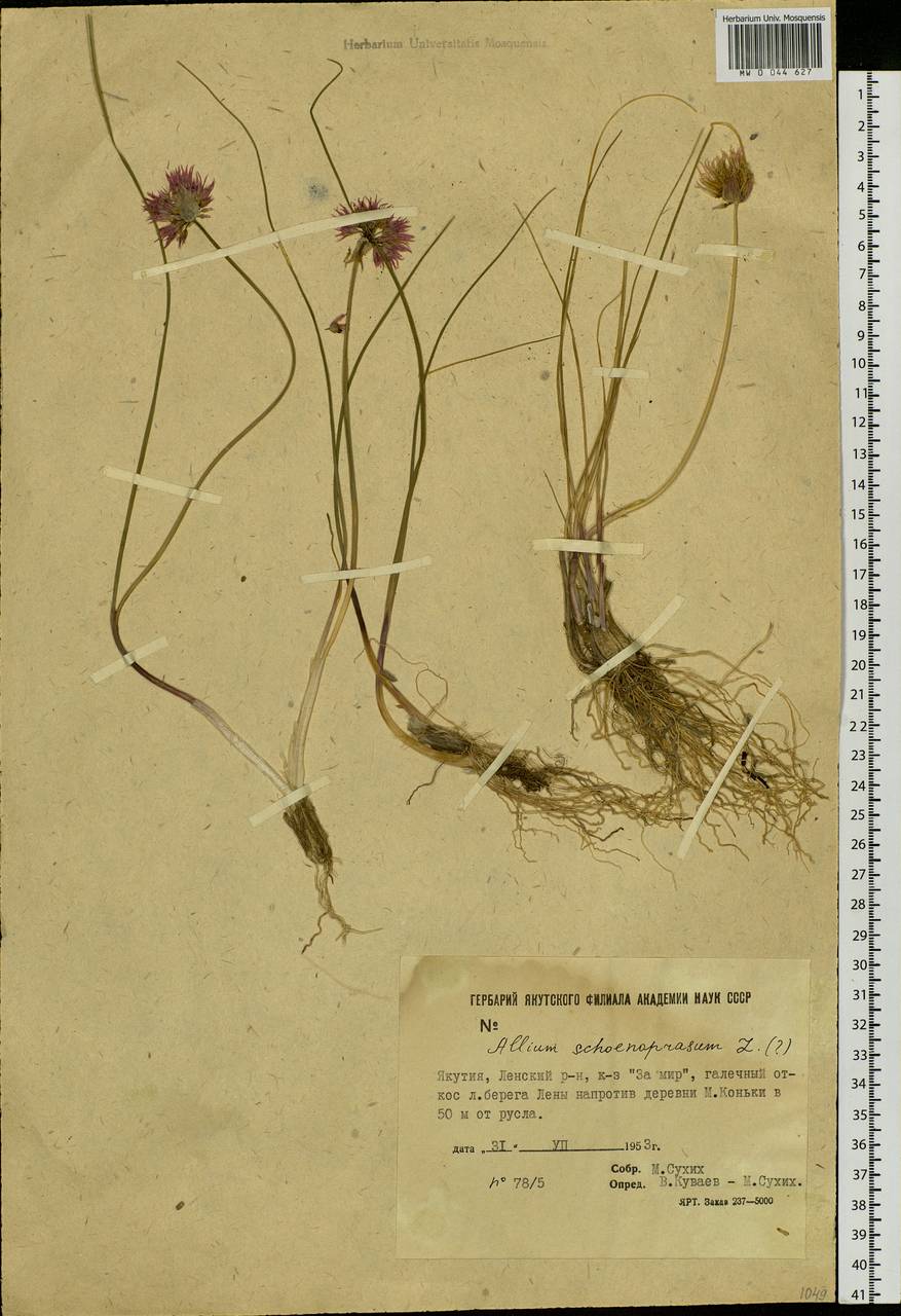 Allium schoenoprasum L., Siberia, Yakutia (S5) (Russia)