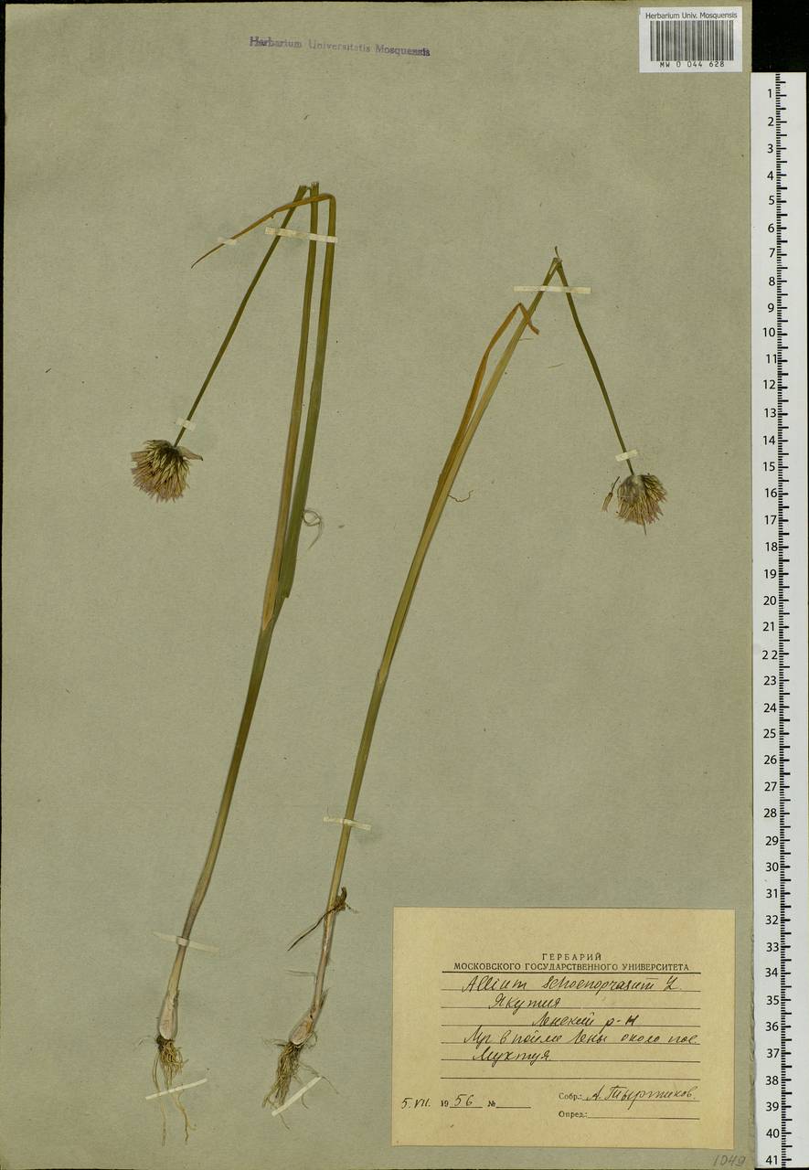 Allium schoenoprasum L., Siberia, Yakutia (S5) (Russia)