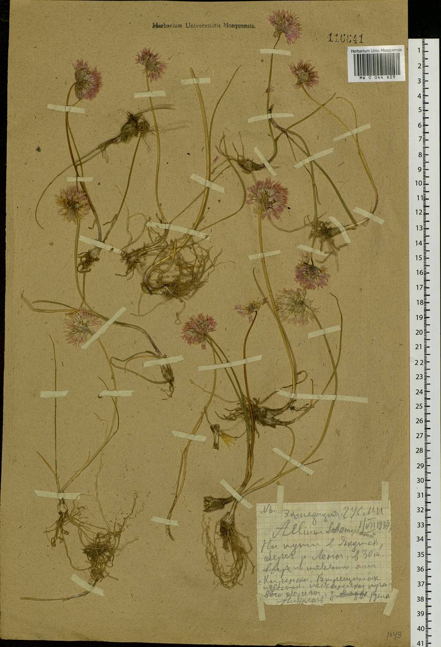 Allium schoenoprasum L., Siberia, Baikal & Transbaikal region (S4) (Russia)