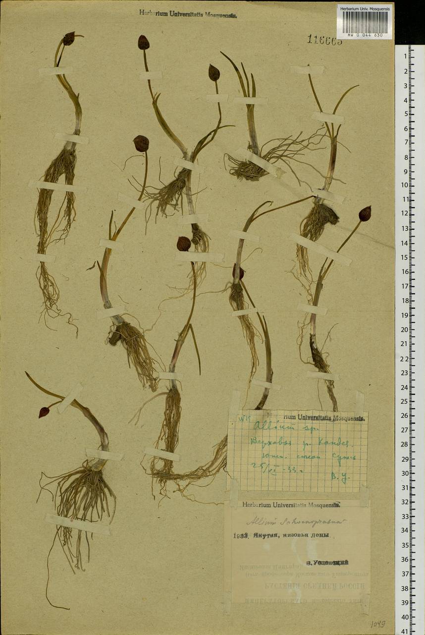 Allium schoenoprasum L., Siberia, Yakutia (S5) (Russia)