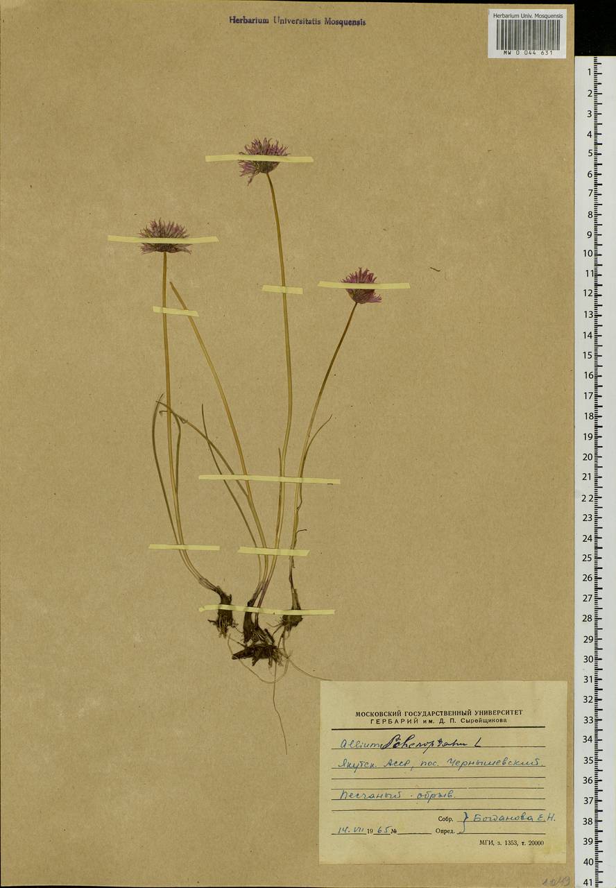 Allium schoenoprasum L., Siberia, Yakutia (S5) (Russia)
