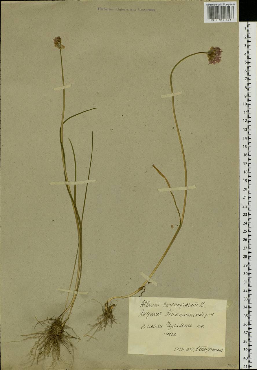 Allium schoenoprasum L., Siberia, Yakutia (S5) (Russia)