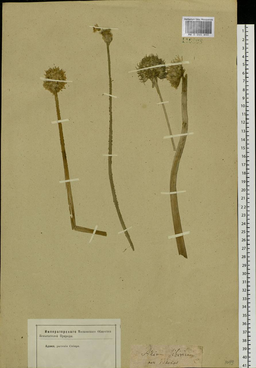 Allium schoenoprasum L., Siberia, Baikal & Transbaikal region (S4) (Russia)
