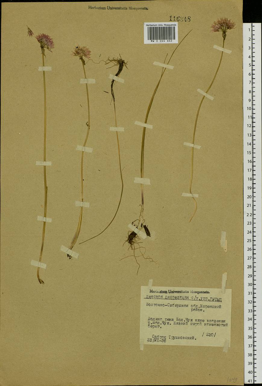 Allium schoenoprasum L., Siberia, Baikal & Transbaikal region (S4) (Russia)