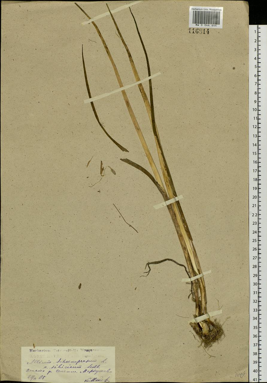 Allium schoenoprasum L., Siberia, Baikal & Transbaikal region (S4) (Russia)